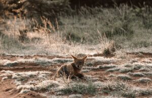 Zdjęcie przedstawia szakala złocistego w naturalnym środowisku, ukazujące jego charakterystyczną sierść i ostrożne spojrzenie.