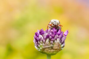 Fotografia przedstawia chrabąszcza majowego na zielonym liściu, co ilustruje jego naturalne środowisk