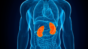 Nerki w ciele człowieka